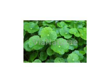 GOTU KOLA 50 g