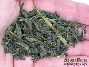 P1010156 NepustilTea.cz vietnam sencha tam chau nt a 01