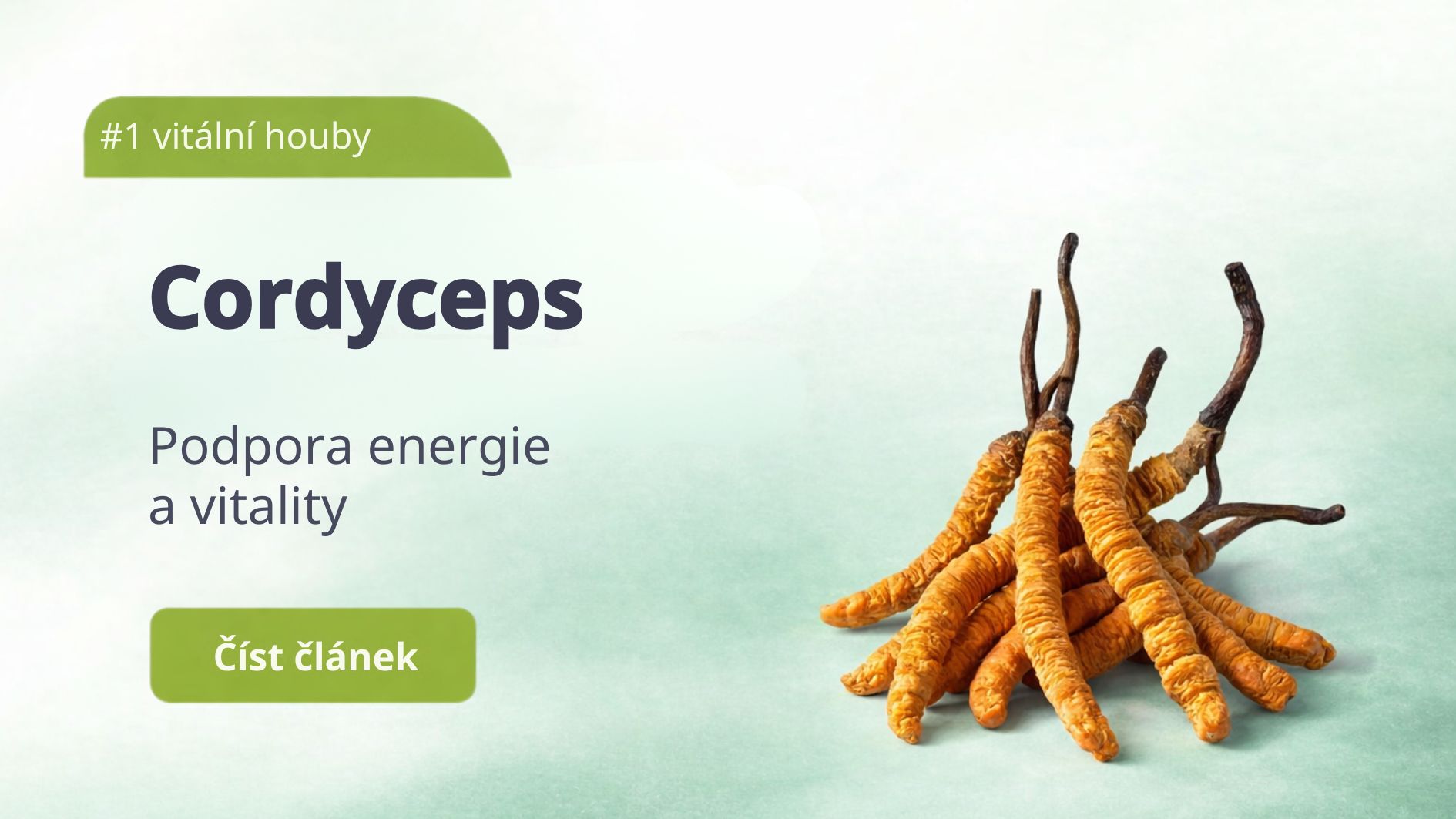 CORDYCEPS – energie, vitalita a odolnost podle TČM