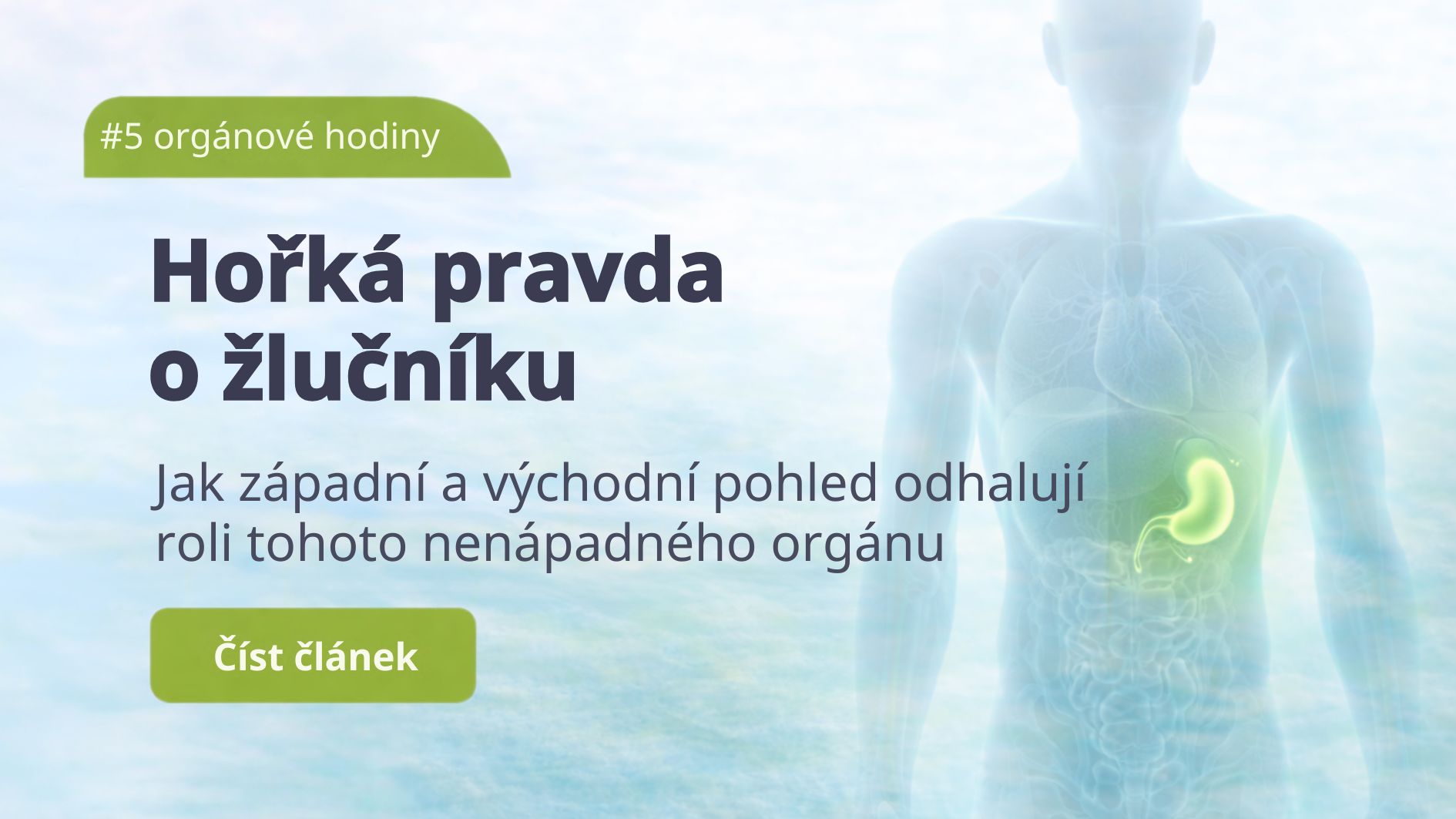 Žlučník: Hořká pravda o žlučníku