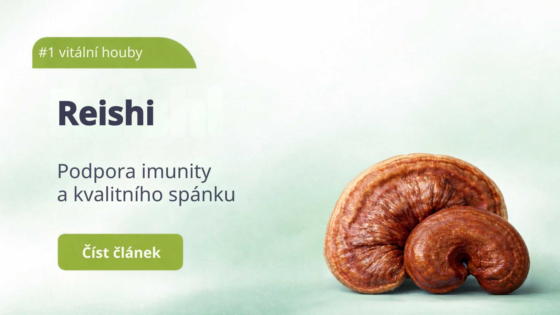 REISHI - vitální houba tradiční čínské medicíny