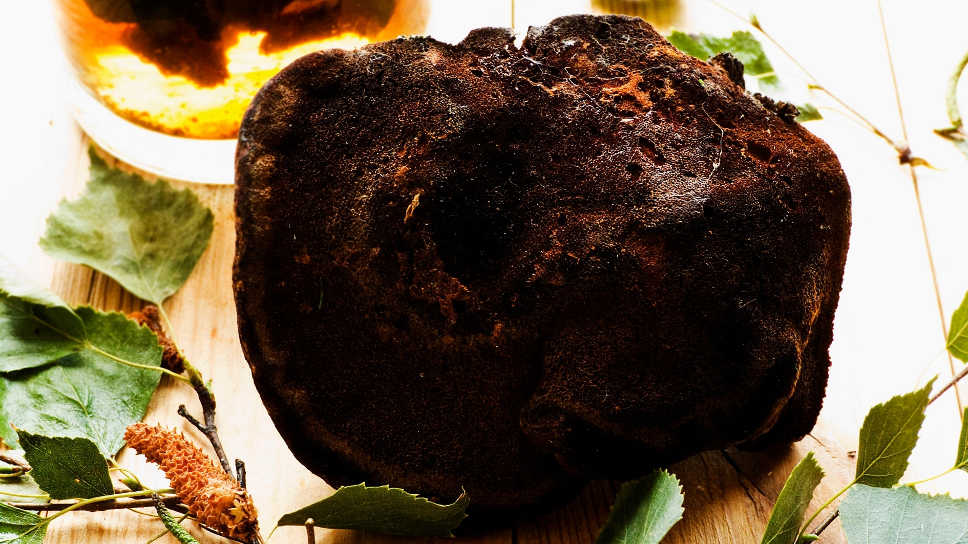 Chaga - Houba králů a antioxidantů 🌿