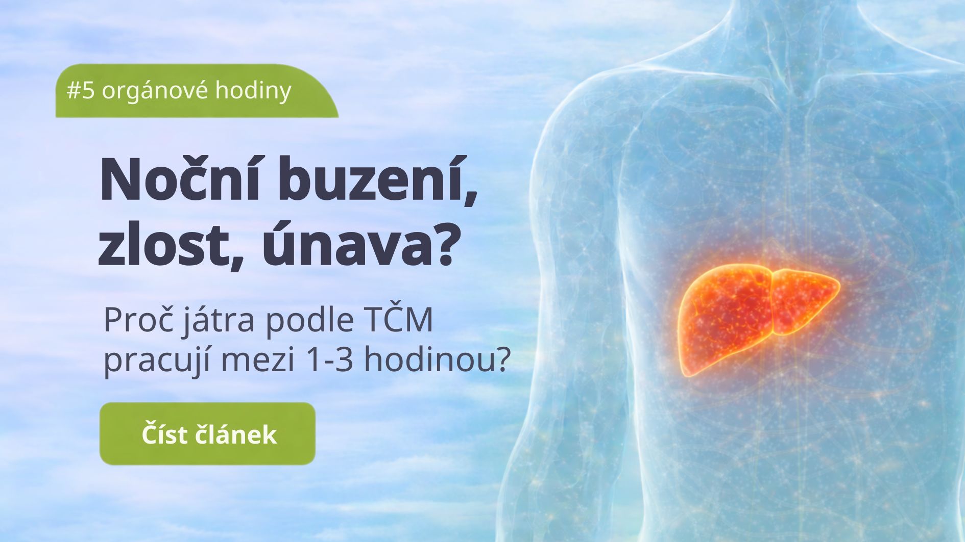 Játra: Klid v těle začíná v noci