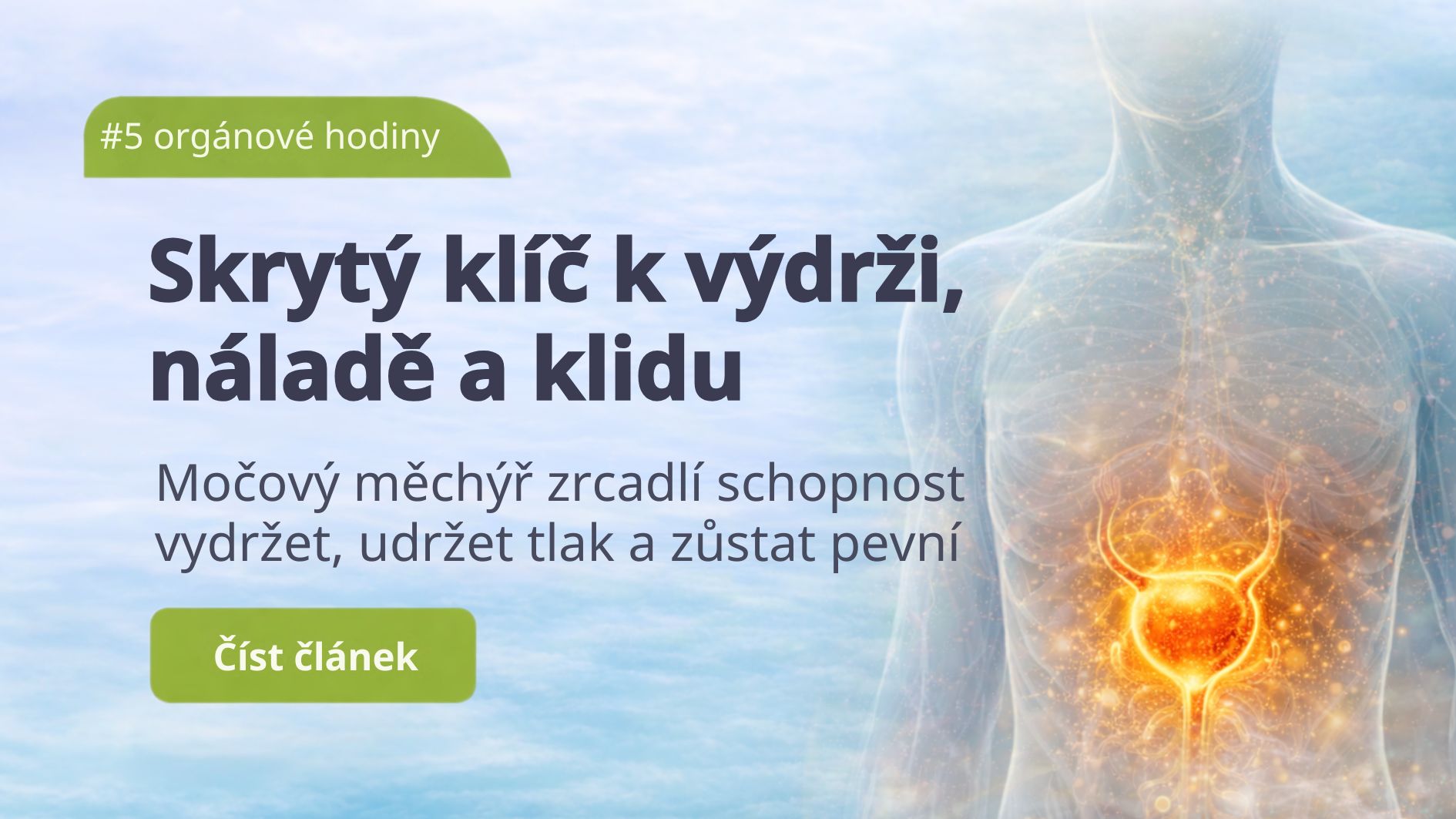 Močový měchýř: Skrytý klíč k výdrži, náladě a klidu.