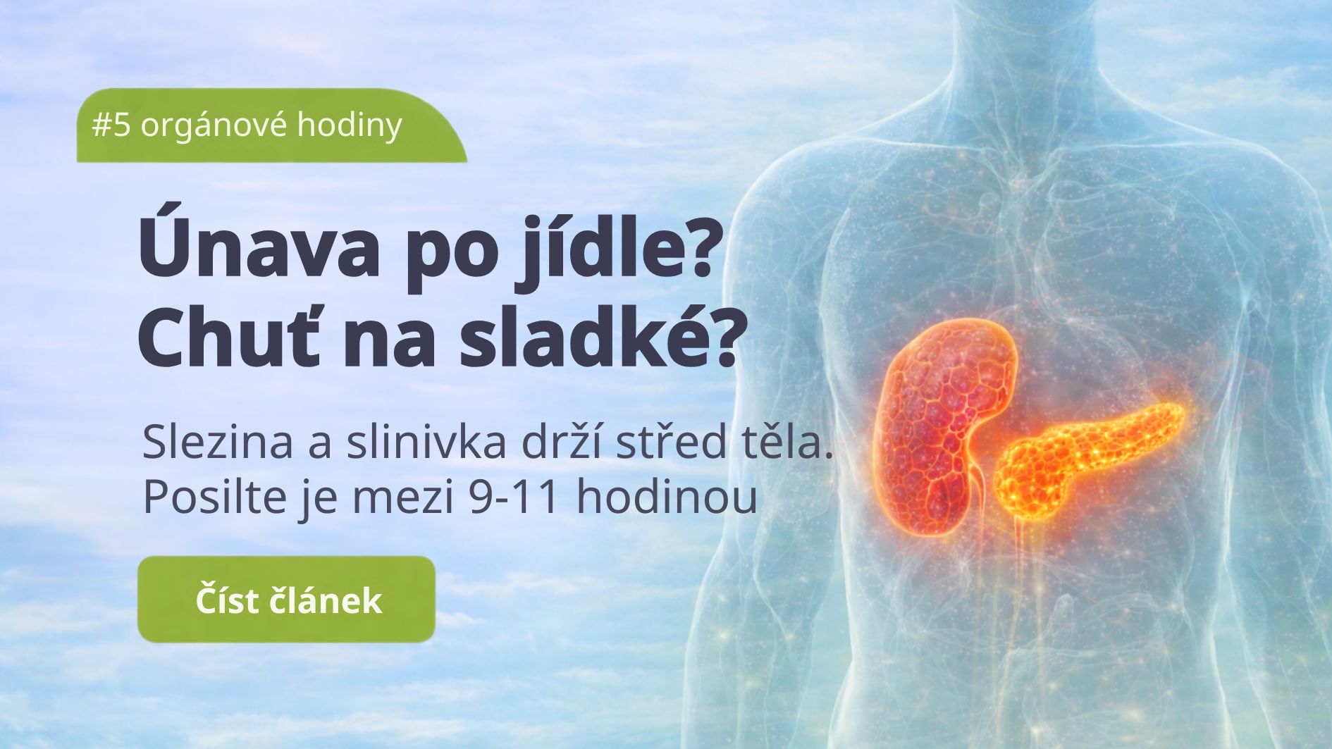 Slezina a slinivka: Podceňovaný základ rovnováhy