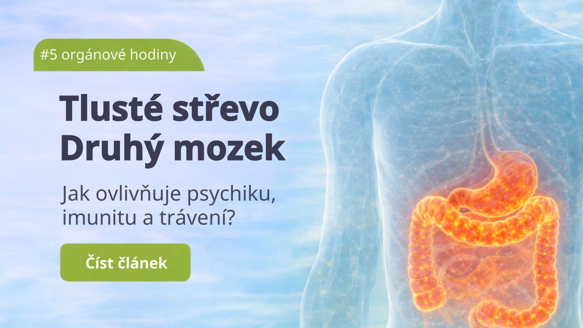 Tlusté střevo: Druhý mozek, kde se mísí emoce s tělem