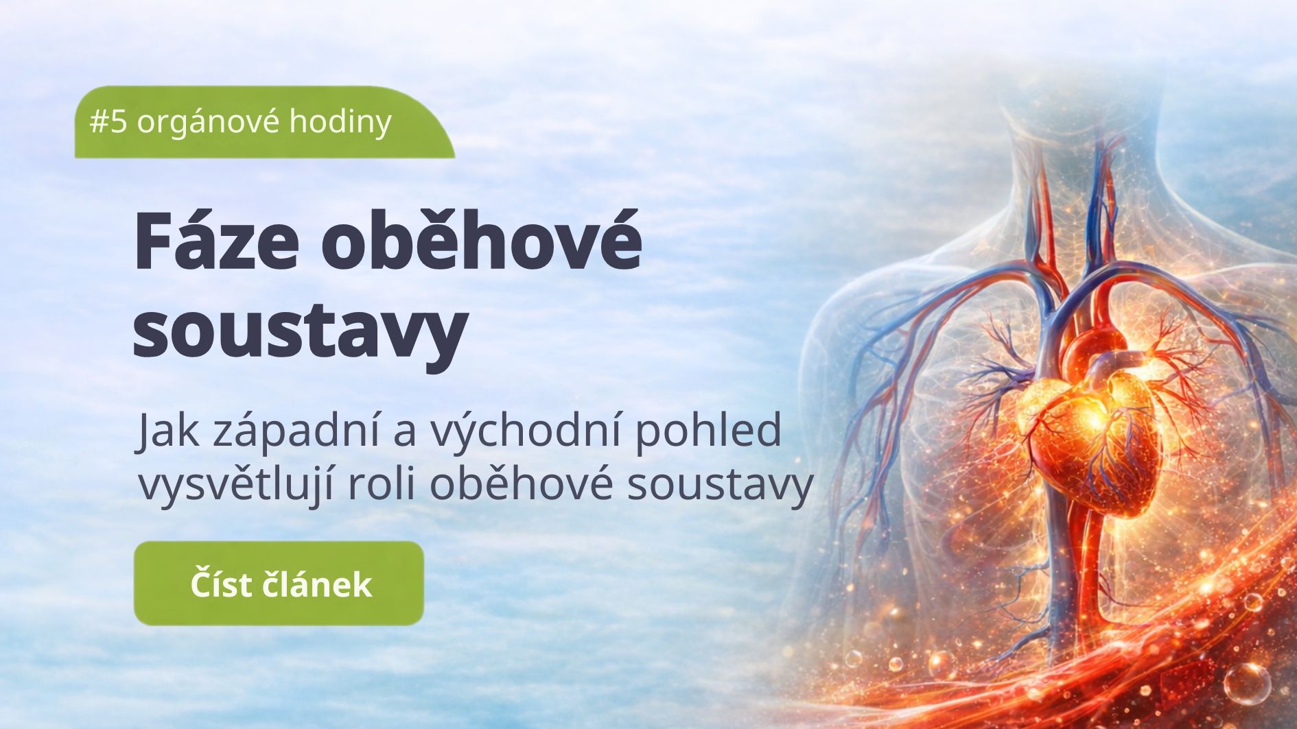 Oběhová soustava: Teplo, které proudí dál než jen cévami