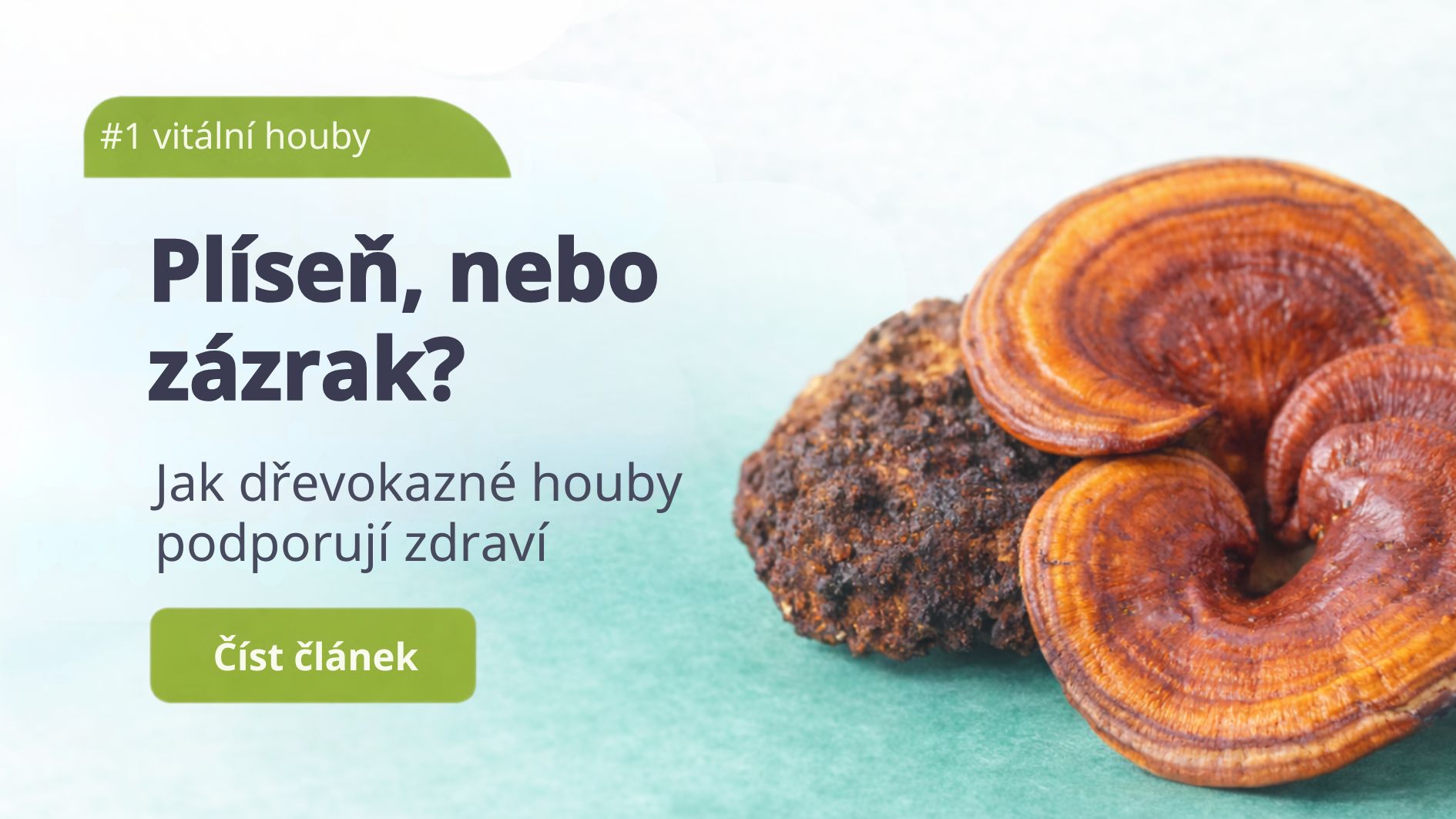 Plíseň, nebo zázrak? Co dřevokazné houby umí pro tělo doopravdy