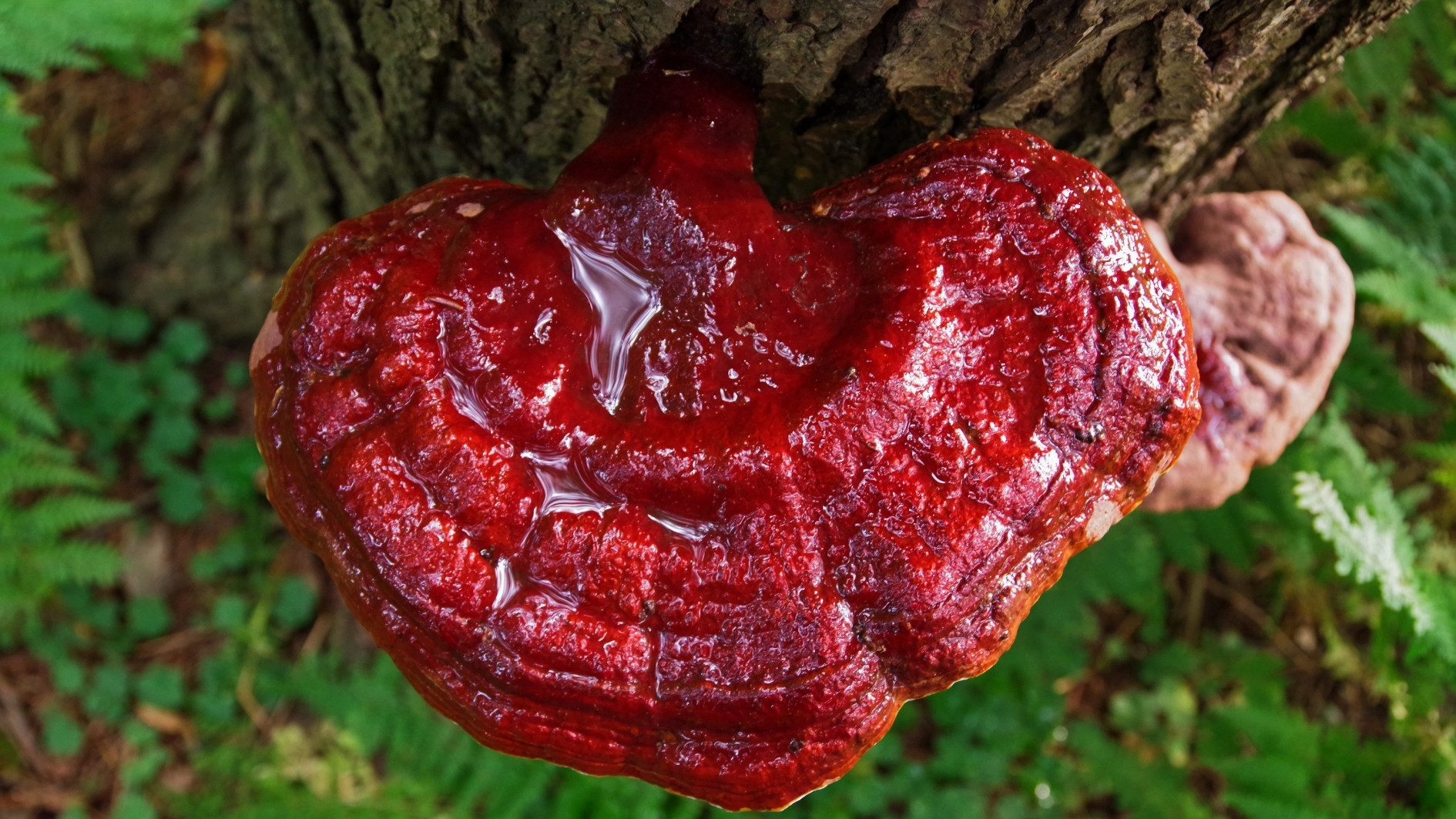 REISHI - houba nesmrtelnosti🌿
