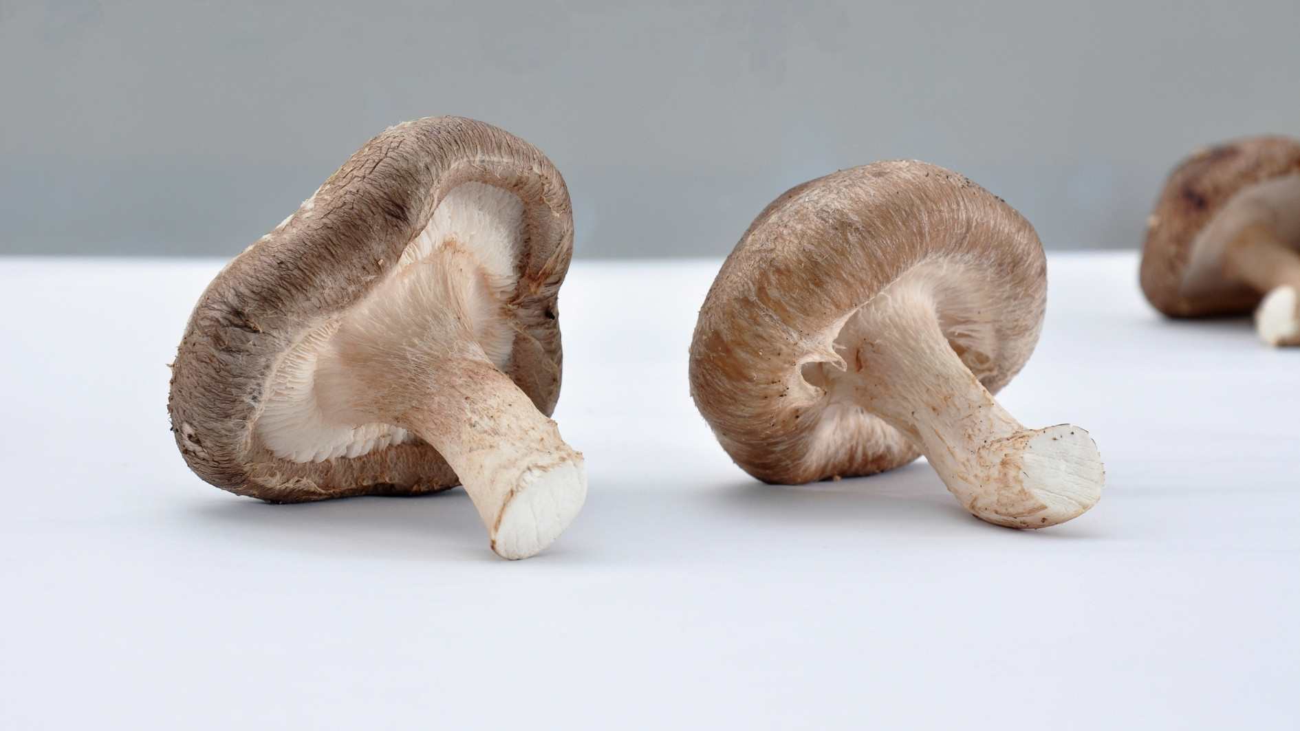 Shiitake - Přírodní síla pro vaši imunitu a vitalitu 🌿