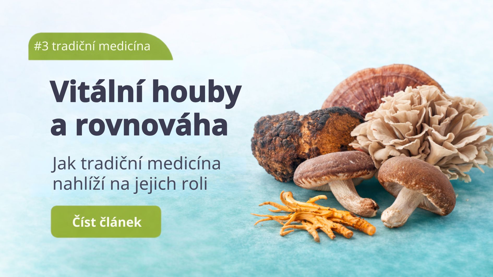 Vliv vitálních hub na imunitní rovnováhu v tradiční medicíně