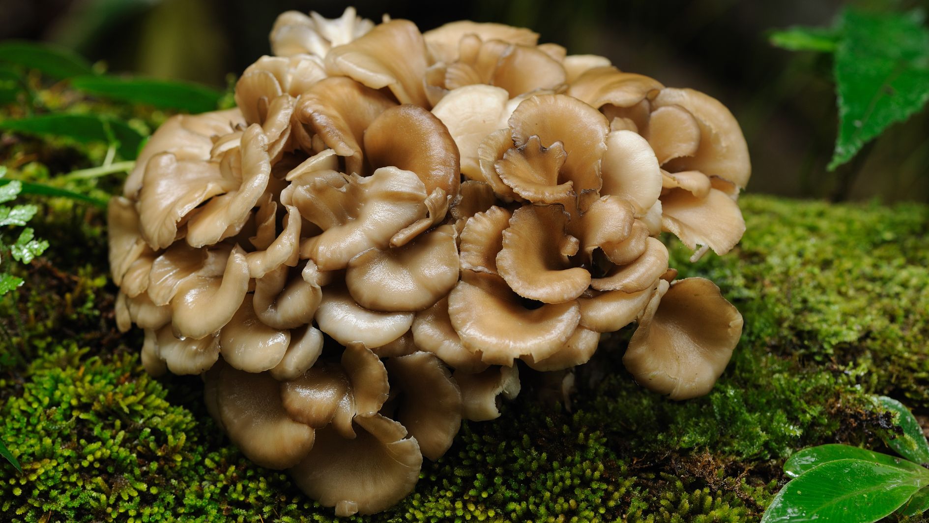 maitake