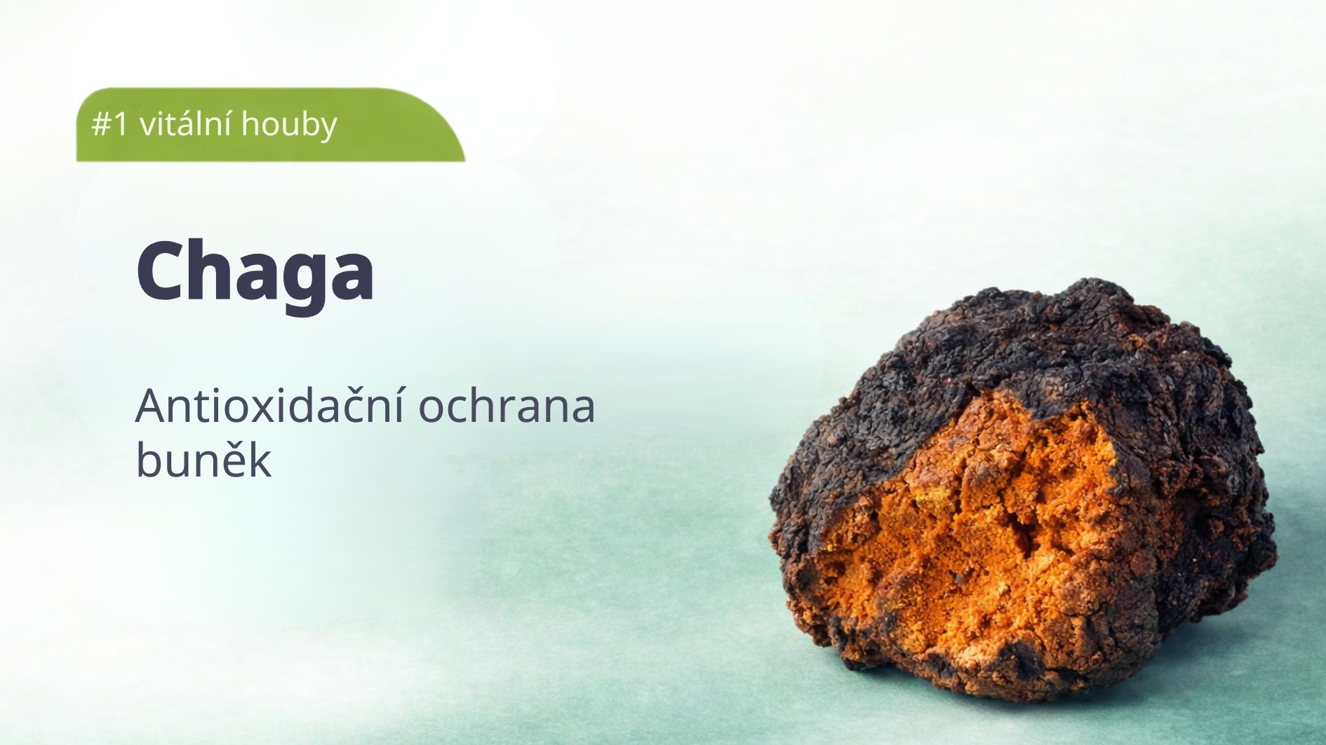 1_chaga-vitalni-houby-tradicni-cinske-mediciny