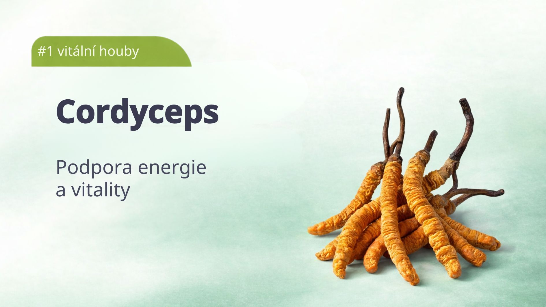 1_cordyceps-vitalni-houby-tradicni-cinske-mediciny