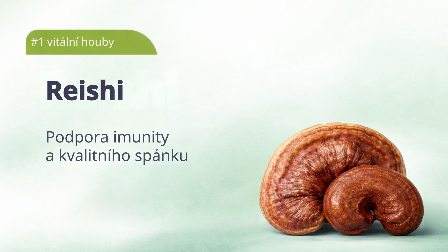 1_reishi-vitalni-houby-tradicni-cinske-mediciny