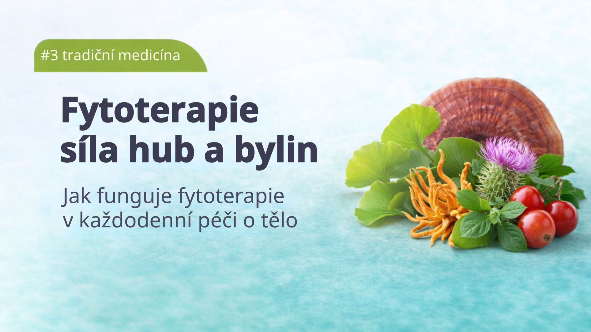 vitalni-houby-fytoterapie-tradicni-cinska-medicina