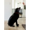 DogSpace Max M Raumteiler, Metall, schwarz