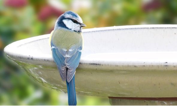 Ptačí pítka: Malý krok pro člověka, velký krok pro ptactvo v horkých dnech