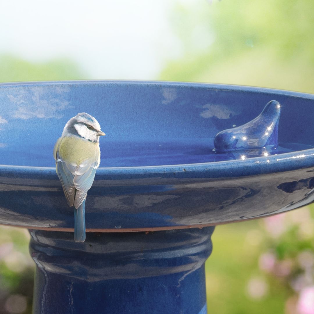 Krmítko a pítko – ptačí koutek