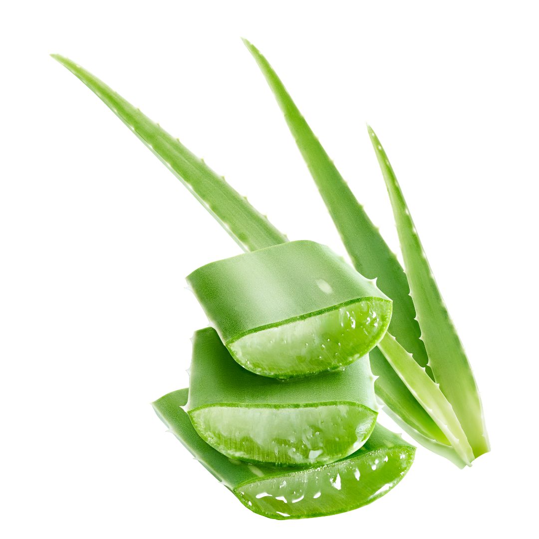 Detail listu Aloe vera