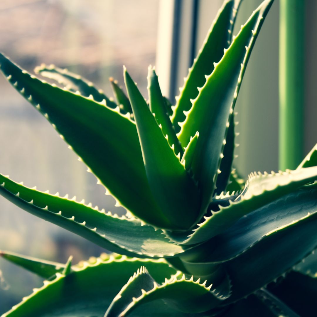 Rostlina Aloe vera