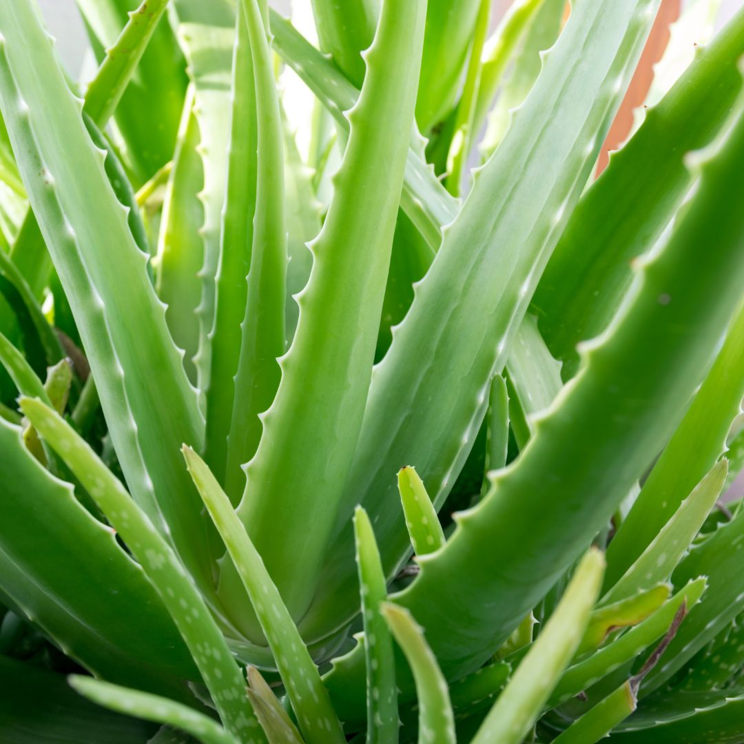 Aloe vera jako pokojová rostlina