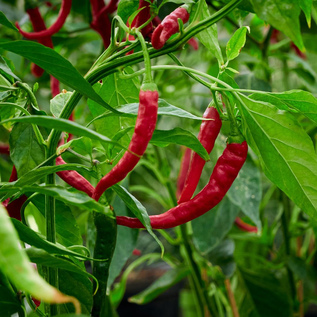 Rostlina chilli s plody