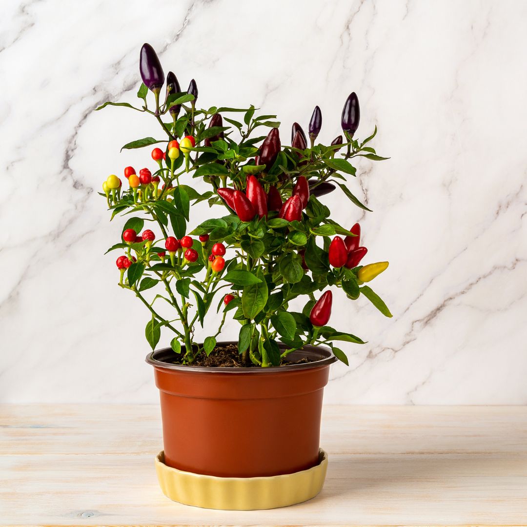 Rostlina chilli papričky