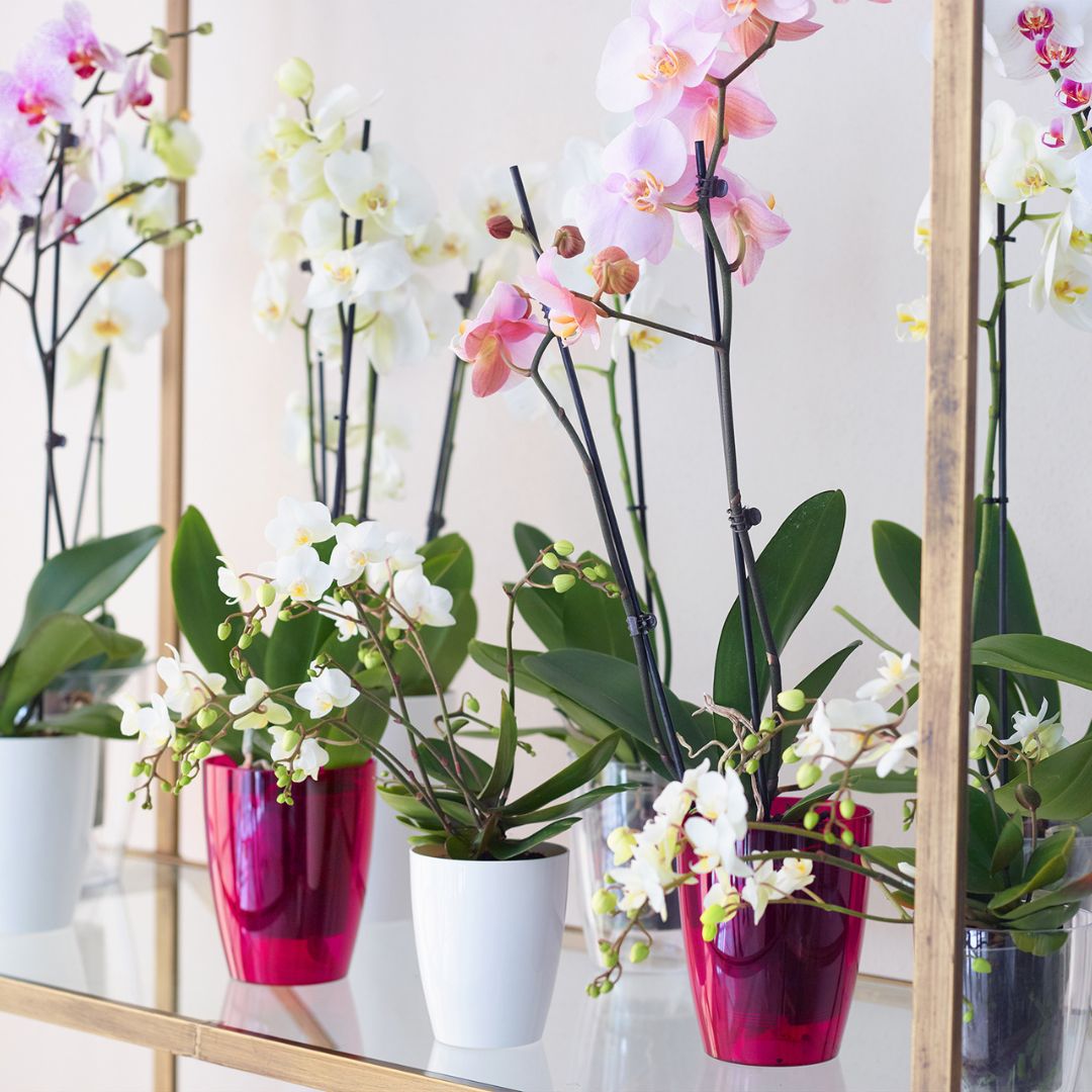 Rostliny orchideje Phalaenopsis