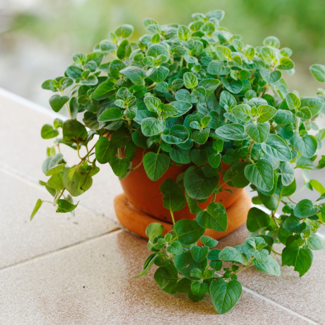 Vzrostlé oregano