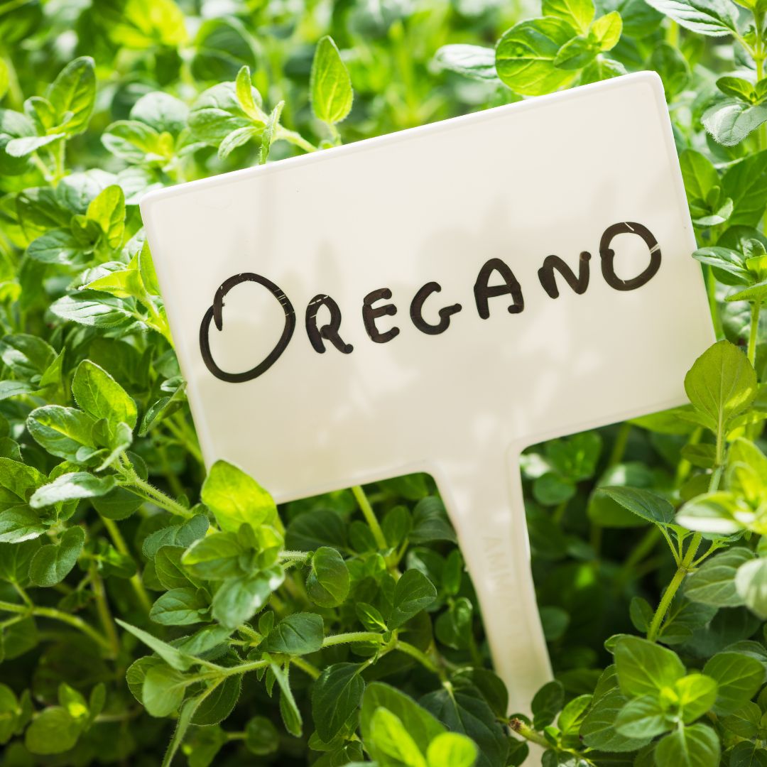 Rostlina oregano