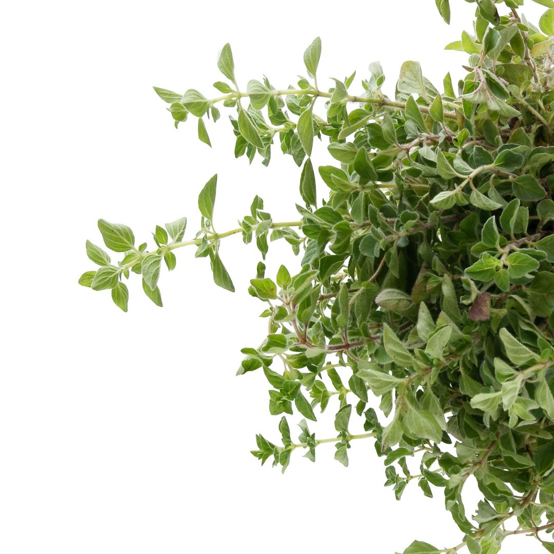 Detail rostliny oregano