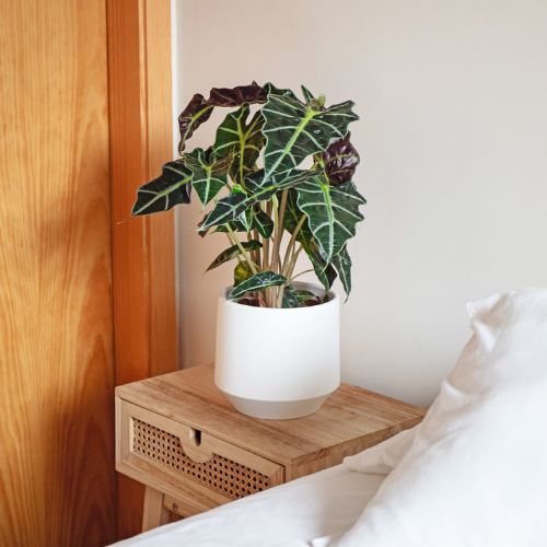 Kolekce Aurora od Artevasi