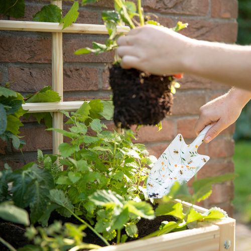 Přesazování rostlin – vyjmutí z květináče