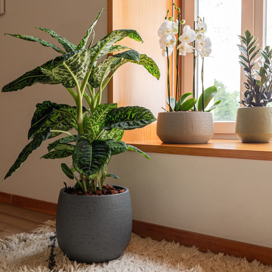 Jarní přesazování rostlin