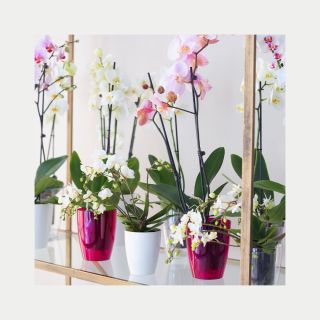 Orchidej není jen rostlina. Je to solitér. A zaslouží si květináč, který ji nechá vyniknout. Naše květináče pro orchideje...