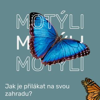 🦋 Proč na některé zahrady létají motýli… a na jiné ne? 🦋 Není to náhoda. Motýli hledají místo, kde najdou vše, co...