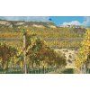 SAUVIGNON BLANC LANNER 2025