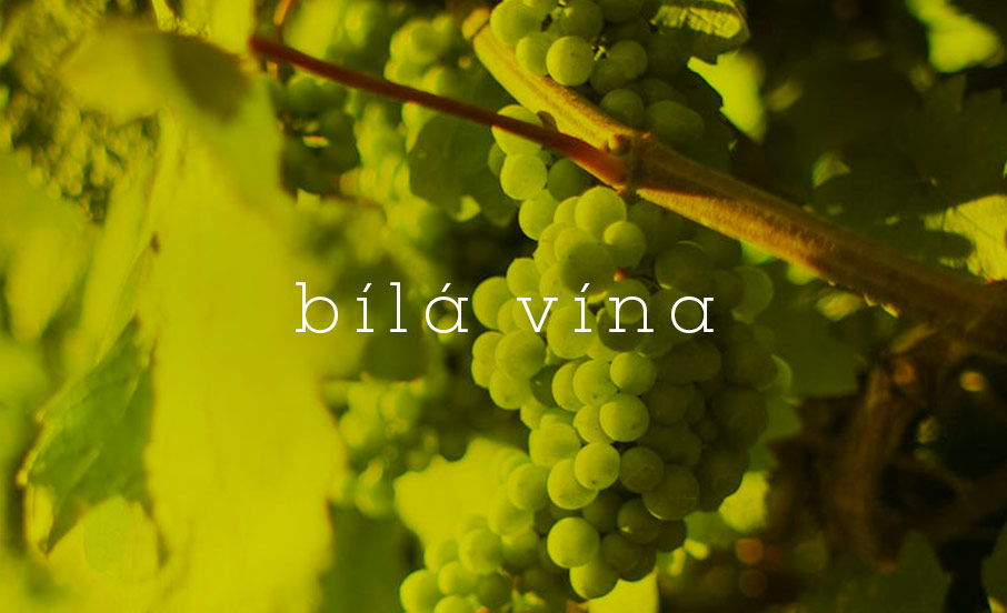 bílá vína