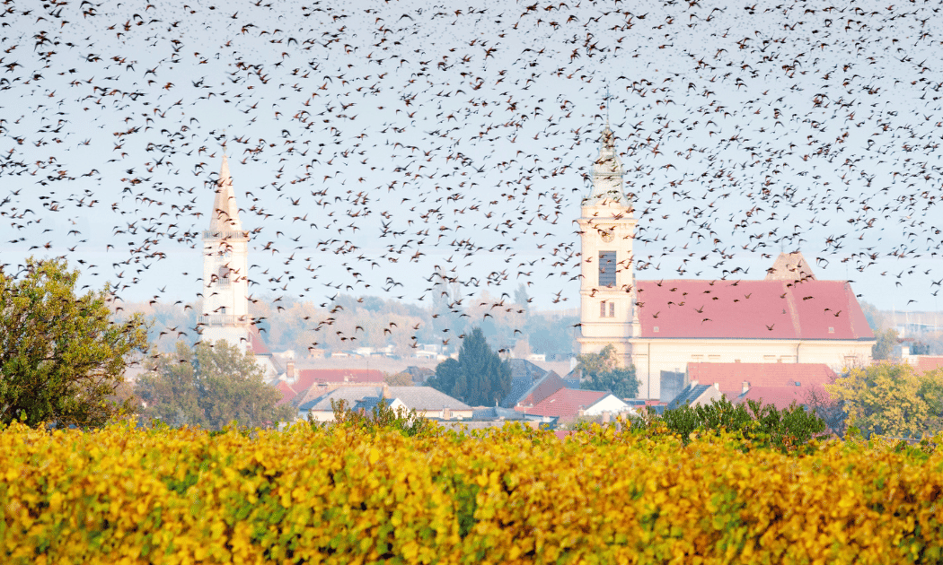 Posledné hrozby pred vinobraním - ako na ne