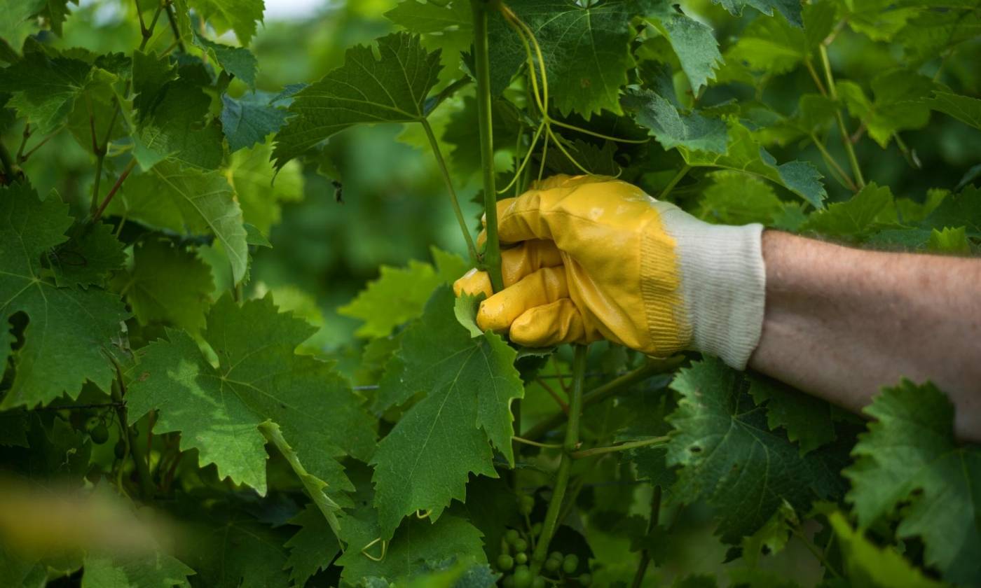 Zelené práce vo vinici – základ dobrej úrody
