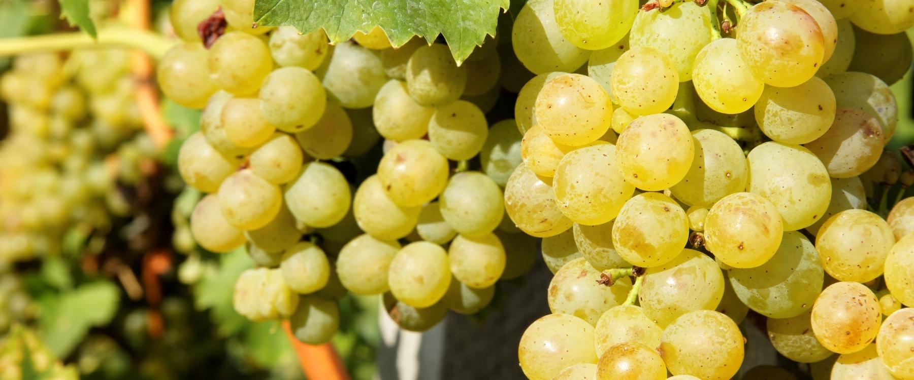 zdrave-hrozno-zaklad-kvalitneho-vina