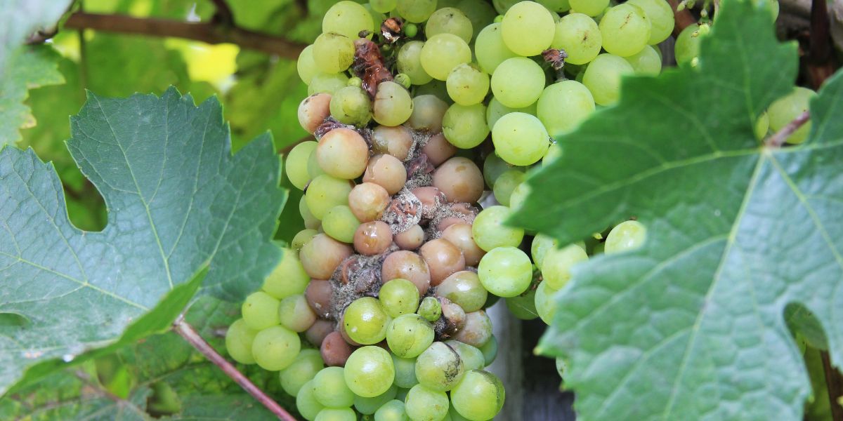 plesen_siva_botrytis_cinerea