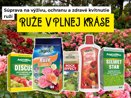 Růže v plné kráse