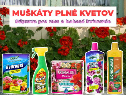 MUŠKÁTY PLNÉ KVĚTŮ