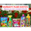 MUŠKÁTY PLNÉ KVĚTŮ (1)