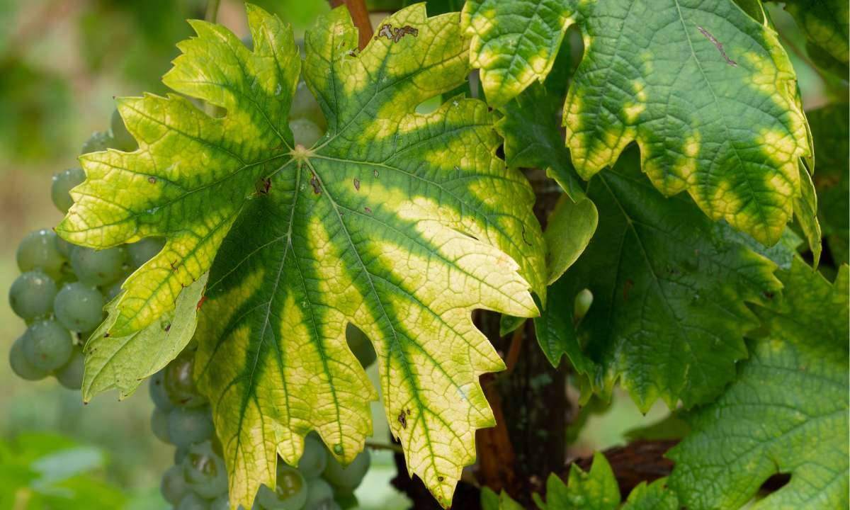 Vinofit: Tajemství vitální révy a zahrady z moravské půdy