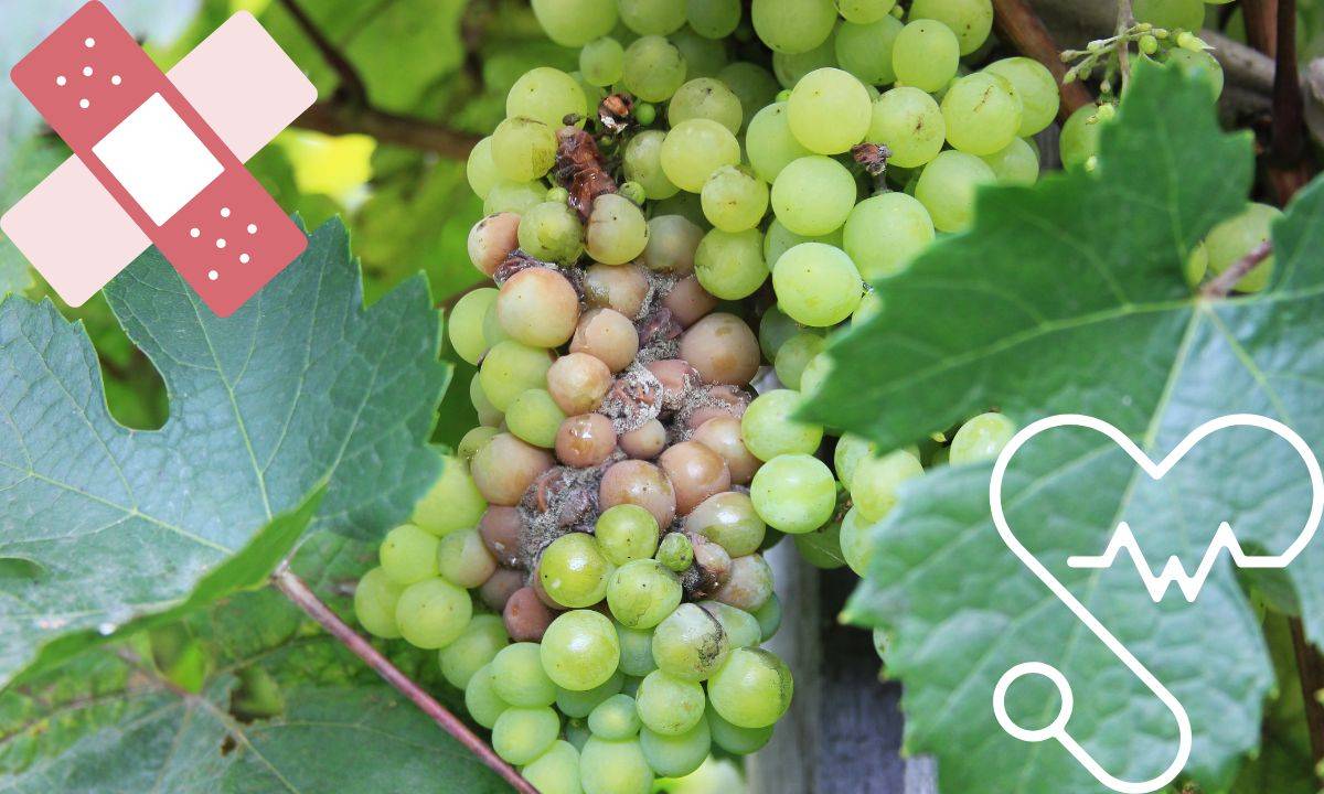 Plíseň šedá - jak se jí bránit