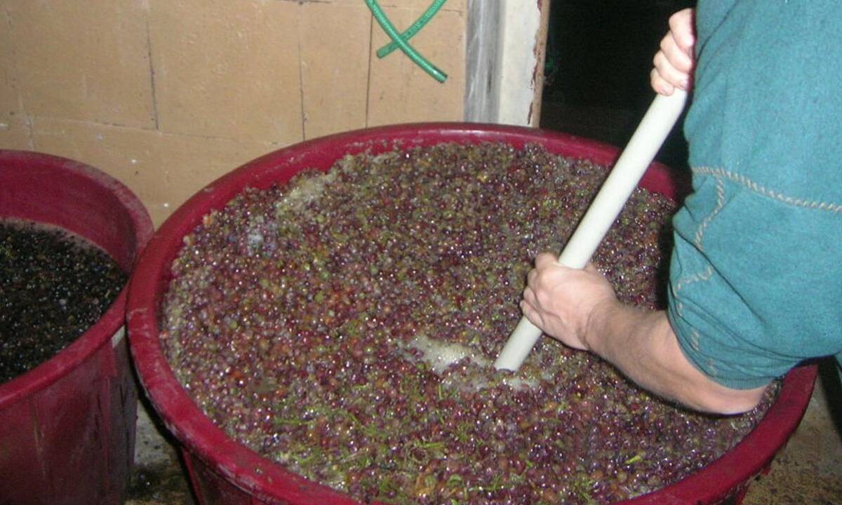 Výroba červeného vína