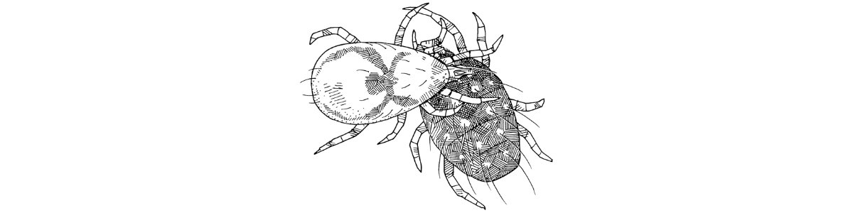 Dravy_roztoc_Typhlodromus_pyri